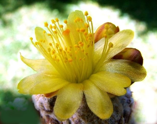 Copiapoa_ hypogaea _ssp.laui FK439 _18